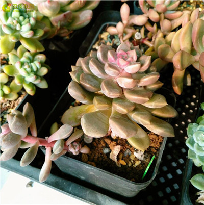多肉植物卵石、鹅卵石
