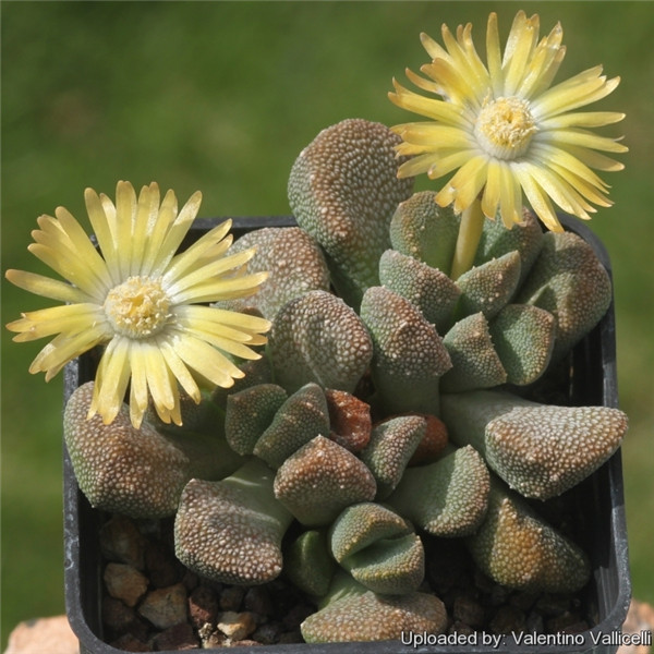 天女裳 Aloinopsis luckhoffii