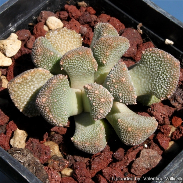 天女裳 Aloinopsis luckhoffii