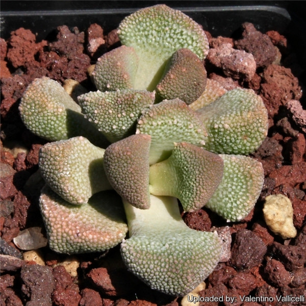 天女裳 Aloinopsis luckhoffii