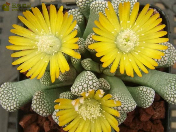 天女盃 Titanopsis luederitzii