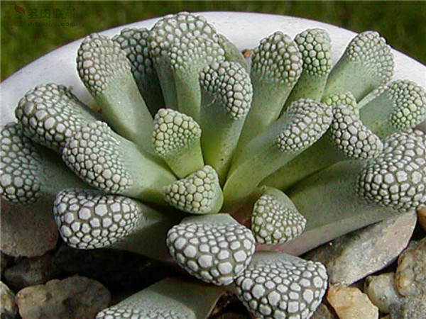 天女盃 Titanopsis luederitzii