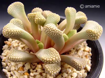 天女盃 Titanopsis luederitzii