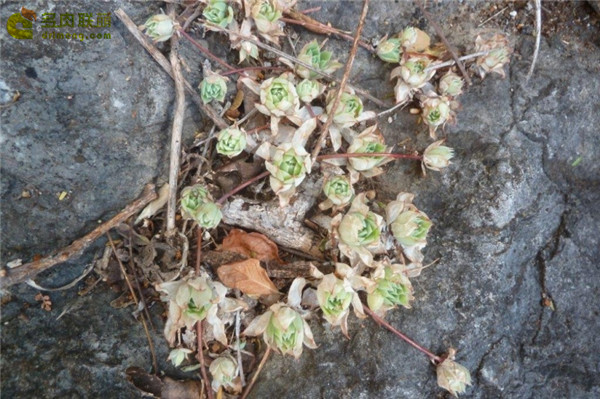 蔓莲 Graptopetalum Macdougallii