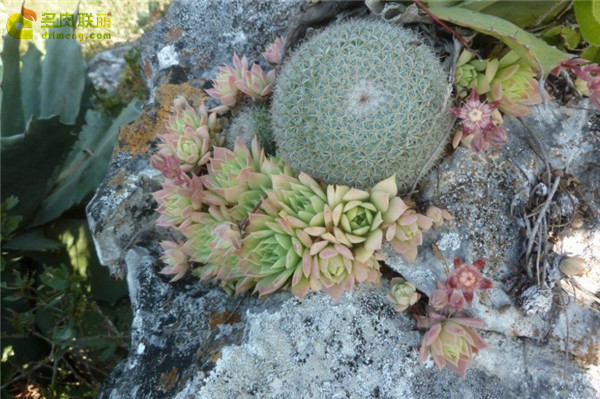 蔓莲 Graptopetalum Macdougallii