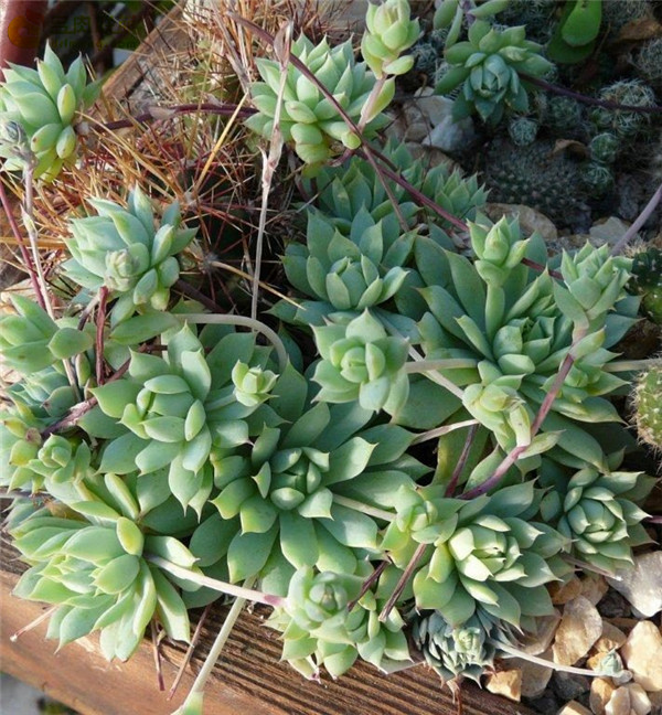 蔓莲 Graptopetalum Macdougallii