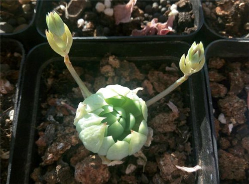 蔓莲 Graptopetalum Macdougallii