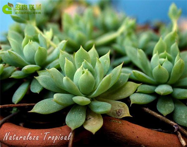 蔓莲 Graptopetalum Macdougallii