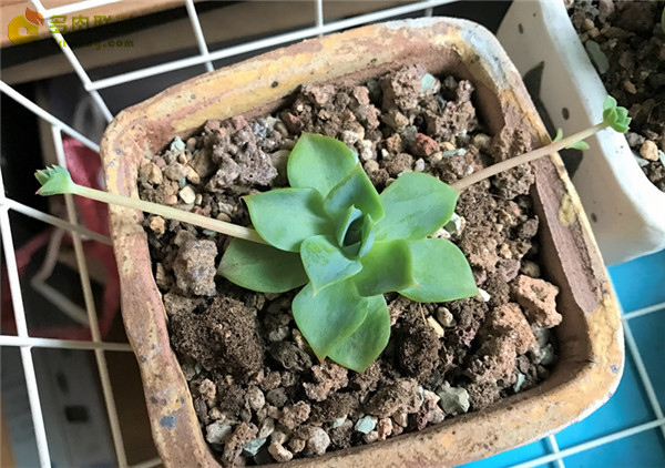 翡翠塔、梅丽阁