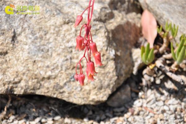 多肉 玛格丽特·马丁 Echeveria Margaret Martin