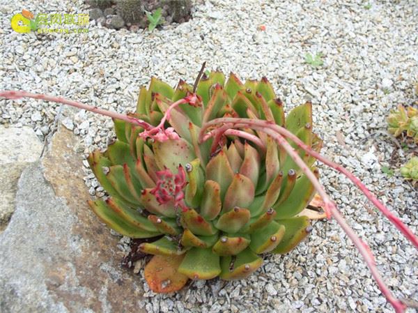 多肉 玛格丽特·马丁 Echeveria Margaret Martin