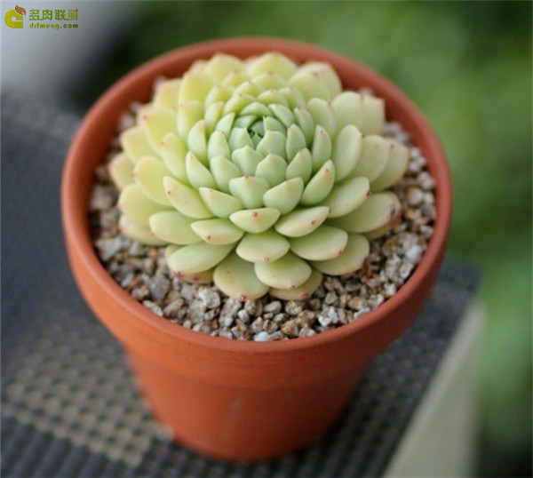 多肉 米娅马卡蒂 Echeveria Macadamia