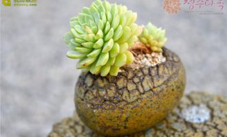 绿绿的米娅马卡蒂