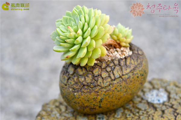 多肉 米娅马卡蒂 Echeveria Macadamia