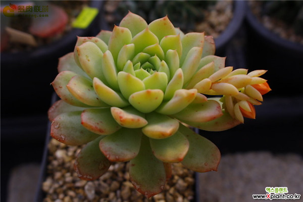 多肉 米娅马卡蒂 Echeveria Macadamia