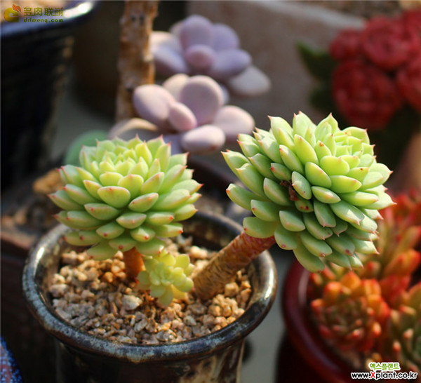 多肉 米娅马卡蒂 Echeveria Macadamia