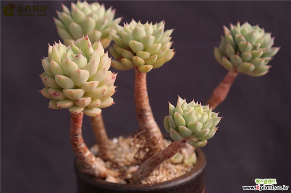 多肉 米娅马卡蒂 Echeveria Macadamia