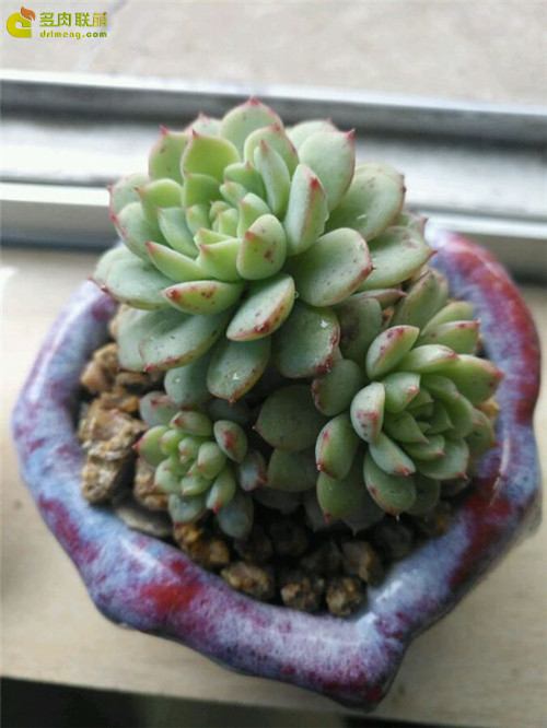 多肉 米娅马卡蒂 Echeveria Macadamia