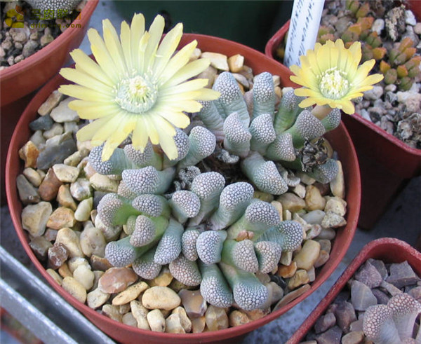 天女影 Titanopsis primosii