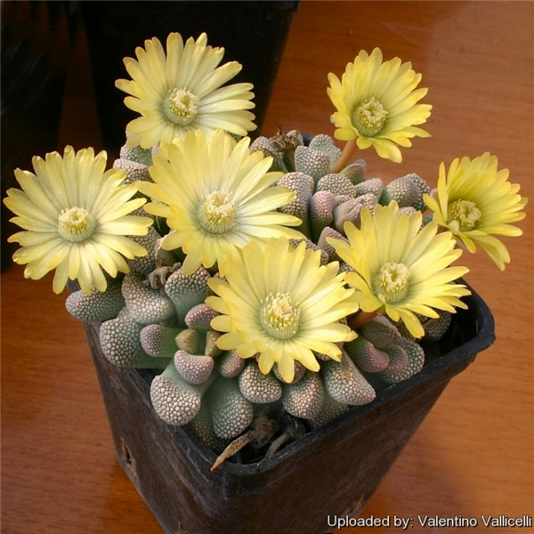 天女影 Titanopsis primosii