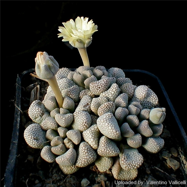 天女影 Titanopsis primosii