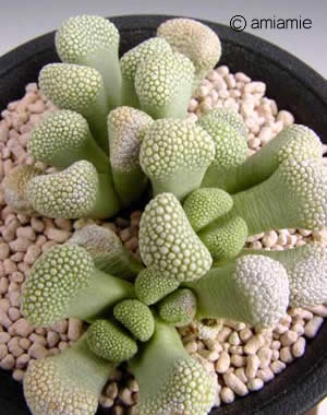 天女影 Titanopsis primosii