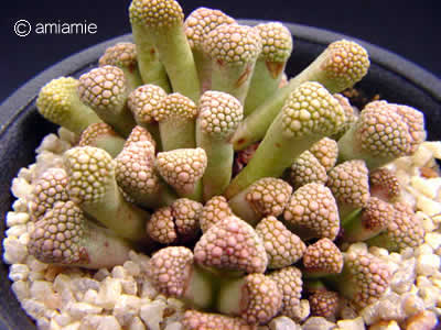 天女影 Titanopsis primosii