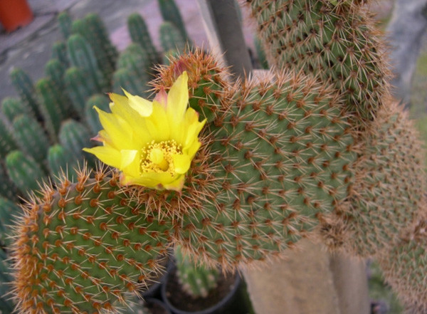 野狐 Opuntia pycnantha