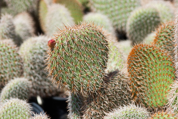 野狐 Opuntia pycnantha