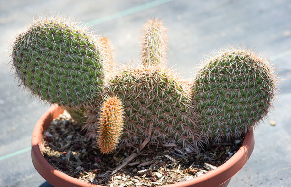 野狐 Opuntia pycnantha