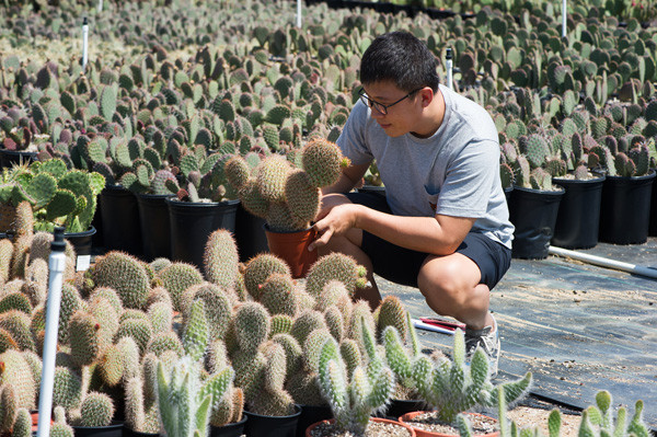 野狐 Opuntia pycnantha