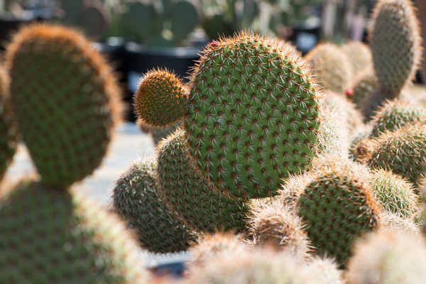 野狐 Opuntia pycnantha