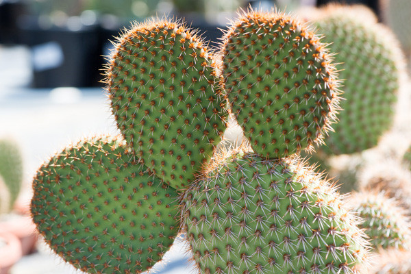 野狐 Opuntia pycnantha