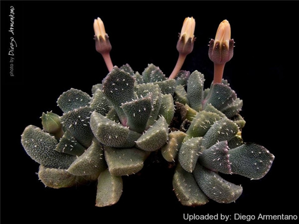 天女琴 Aloinopsis setifera