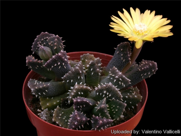 天女琴 Aloinopsis setifera