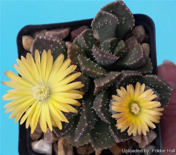 天女琴 Aloinopsis setifera