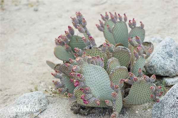 海狸鼠尾仙人掌 opuntia basilaris