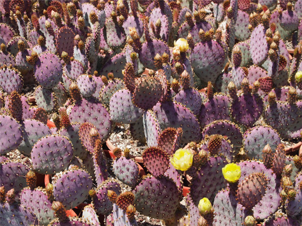 圣丽塔仙人掌 Opuntia santarita