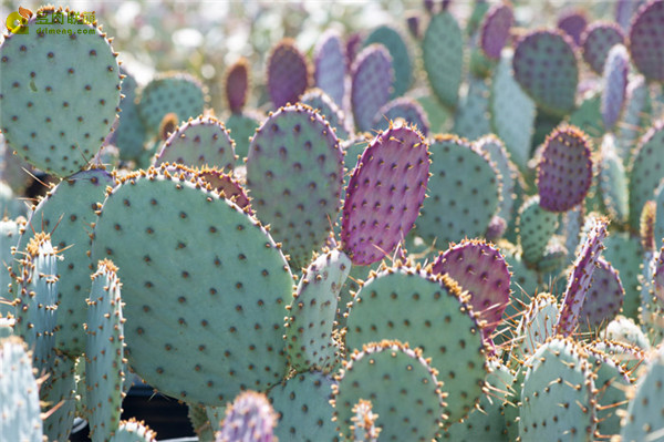 圣丽塔仙人掌 Opuntia santarita