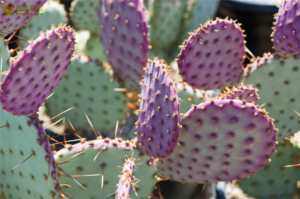 圣丽塔仙人掌 Opuntia santarita