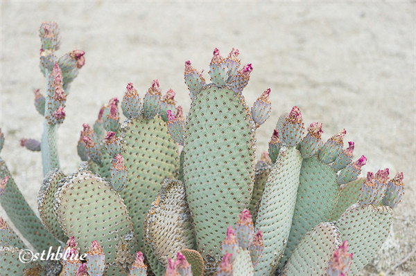 海狸鼠尾仙人掌 opuntia basilaris