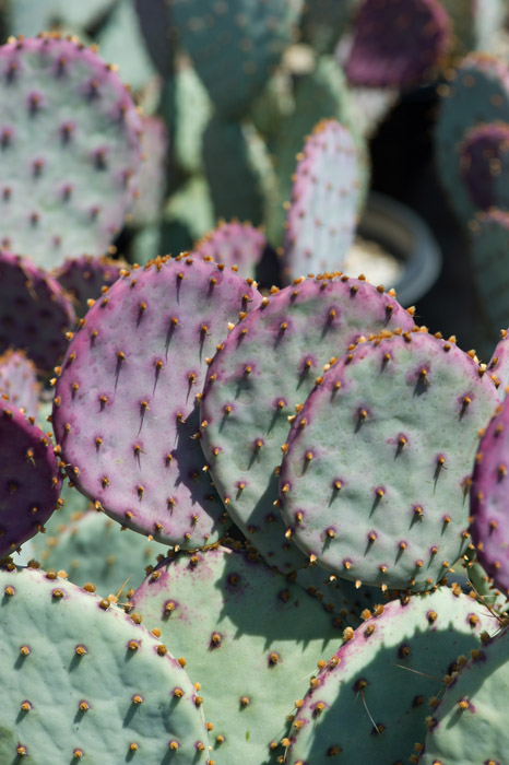 圣丽塔仙人掌 Opuntia santarita