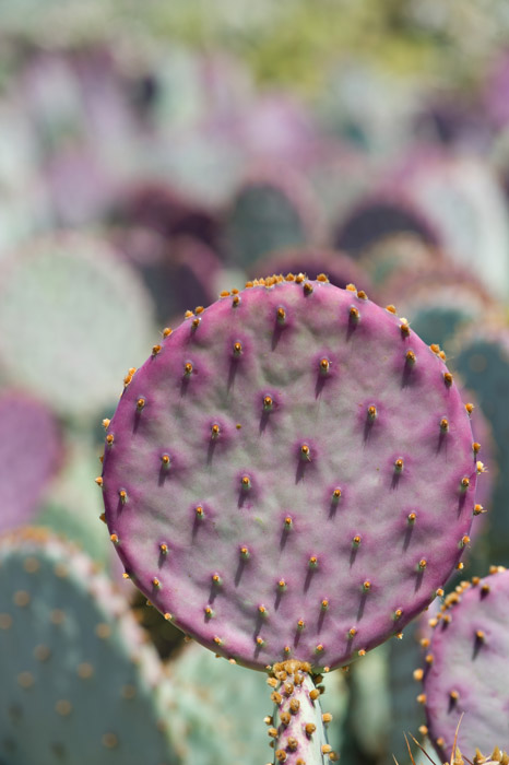 圣丽塔仙人掌 Opuntia santarita