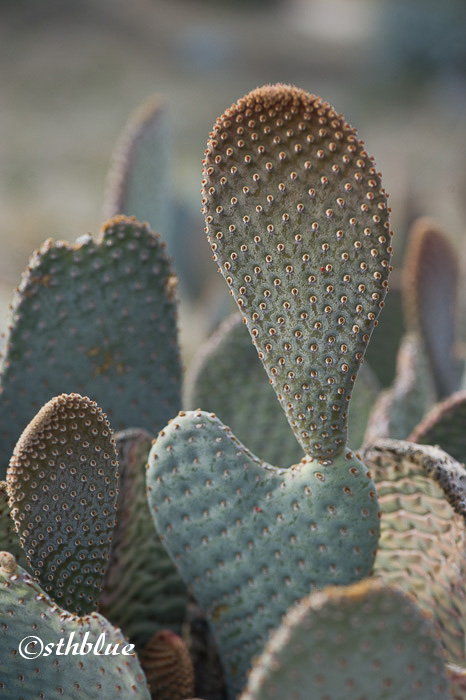 海狸鼠尾仙人掌 opuntia basilaris