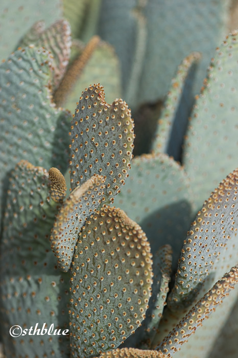 海狸鼠尾仙人掌 opuntia basilaris