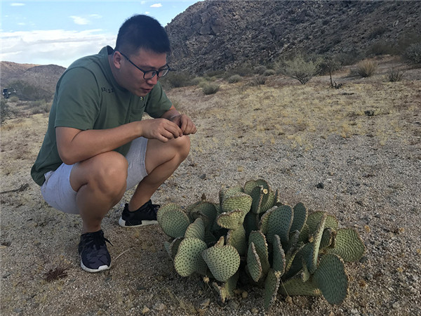 海狸鼠尾仙人掌 opuntia basilaris