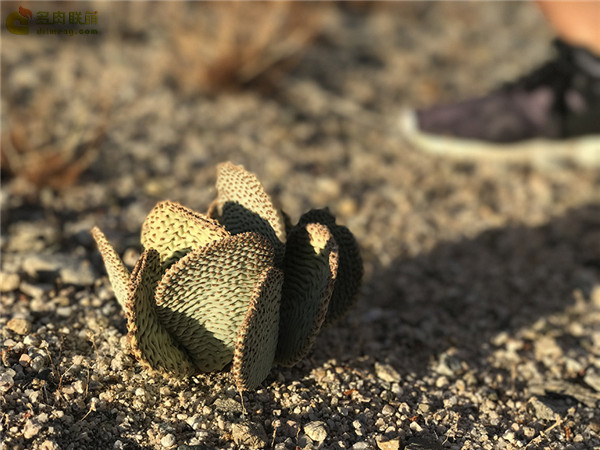 海狸鼠尾仙人掌 opuntia basilaris