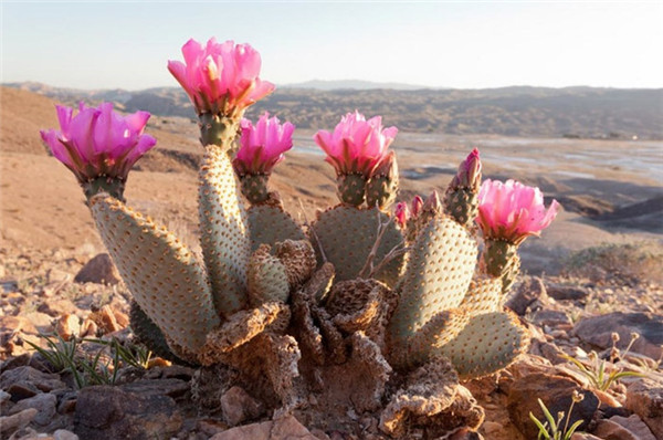 海狸鼠尾仙人掌 opuntia basilaris