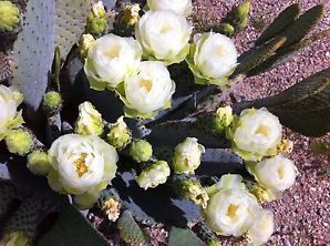 白色海狸鼠尾仙人掌 opuntia basilaris