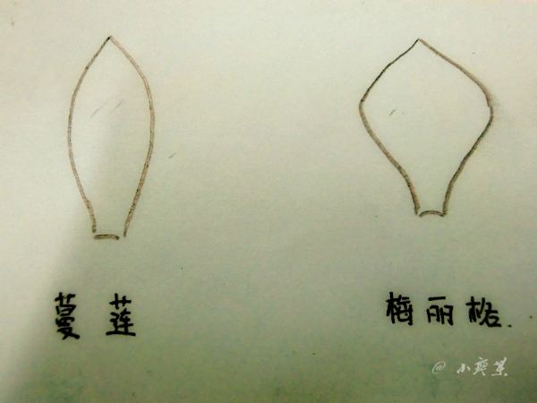 红蔓莲与梅丽阁的区别